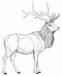 All click coloring pages page free with printable version young online super. Rocky Mountain Elk Coloring Page Coloring Home