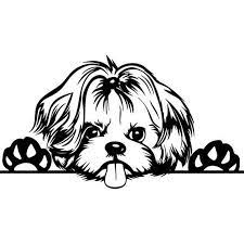 Pin On Shihtzu