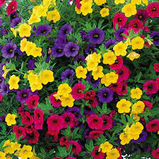 Pin On Gardening