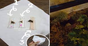 Darah mengalir di tali pusat dari. Dah 5 Tahun Baru Sedar Kesilapan Simpan Tali Pusat Anak Ini Sebenarnya Yang Patut Ibu Bapa Lakukan Vanilla Kismis