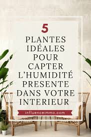 5 Plantes Qui Absorbent L Humidite De Toutes Les Pieces En 2020 Plante Decoration Plantes Interieur Absorbeur D Humidite