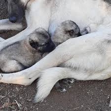 Kopek Sahiplendirme Ankara Pet Breeder Sincan Ankara 69 Photos Facebook