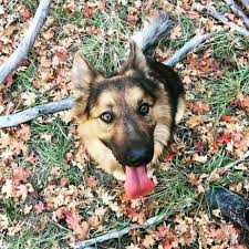 We strive to select the perfect families and homes for our puppies and dogs: Australian German Shepherd Mix Vet Reviews 3 Reasons To Avoid