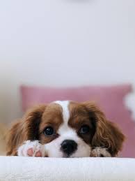 We did not find results for: Frida Sonnenschein Und Der Kleine Hund Kurze Kindergeschichten Zum Vorlesen
