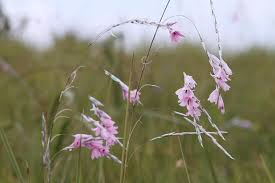 Image result for Dierama formosum × plowesii
