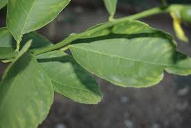 Mix one teaspoon of soap to a quart of water, get a cloth and wipe the underside of each leaf. What Is My Citrus Deficiency Based On Leaf Appearance And How To Treat Gardening Landscaping Stack Exchange