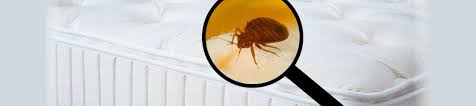 If yes, then you have come to the right place. Eco Friendly Pest Control Services In Brampton At The Best Price Post Free Ads Buy And Sell Classified Ads