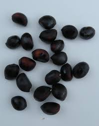 What do you want to read next? Growing Peonies From Seed Cricket Hill Garden