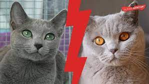 Russian blue cats are one of the most elegant and distinguished cats. British Shorthair Vs Russian Blue My British Shorthair
