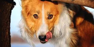 كلاب منزلية صغيرة صور انواع افضل كلب للتربية فى البيت جميلة Animals Dogs Corgi