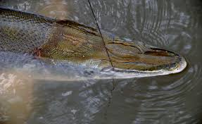 Sign up & get 5 of my. In Texas One Of The World S Oldest Weirdest Fish Finally Gets Its Due