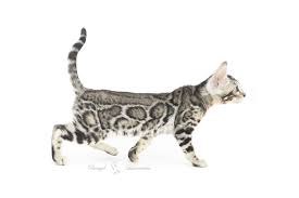 Bengal kittens, savannah kittens, serval kittens and cracal kittens in our large breeding program, all of our kittens are exposed to an appropriate amount of uv lighting. Breeding Cats Bengal Laurentides Bengal Kittens For Sale Worldwide