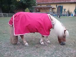 Discover (and save!) your own pins on pinterest Pony Fohlendecken Westerntack More Reitsport Secondhand Neu