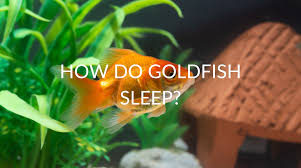 My Platy Stays At The Top Of The Tank! | Uk Pet Forums Forum