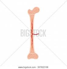 The ends of a long bone contain spongy bone and an epiphyseal line. Human Bone Anatomy Vector Photo Free Trial Bigstock