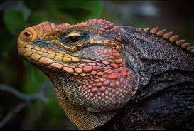 Declining Iguana Population Signals Trouble In Paradise Cute Reptiles Rare Animals Lizard Species