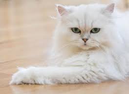 While this may sound ridiculous, the same rule applies to our beloved persian cats as well. What You Need To Know Before Bringing Home A Persian Cat Petmd