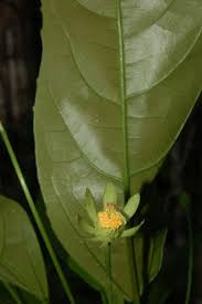 Image result for Pavonia senegalensis
