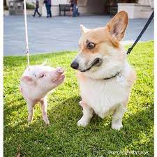 It is certainly true that pigs and dogs are sometimes willing to mate. 30 Photos That Will Make You Say Awww Corgi Baby Pigs Cute Corgi