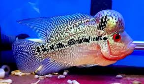 Kamfa Malau Flowerhorn Flowerhorn Cichlids Attractive Fish Pet