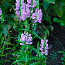 Image result for Physostegia