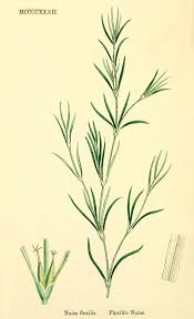 Image result for Najadaceae