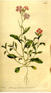 Image result for Malcolmia maritima