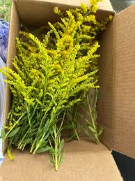 Image result for Galium scabrellum