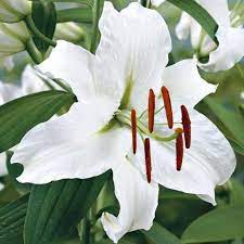 Lily Oriental Casablanca Lily Bulbs Oriental Lily Bulb Flowers