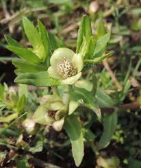 Image result for Enydra fluctuans