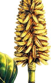 Image result for Lophiocarpaceae