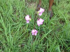 Image result for Hetaeria heterosepala