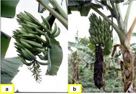 Image result for Synsepalum muelleri