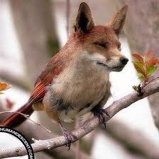Surreal Animal Mashup Animal Mashups Photoshopped Animals Wild Animals Photography