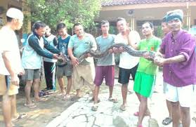 Tambun selatan k smp sekolah pelita harapan jl. Warga Cijengkol Dihebohkan Ular Sanca Jaga Smp Pgri Bekasi Online