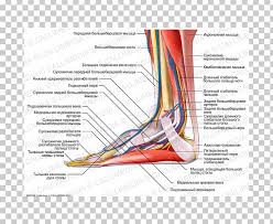 03.04.2019 · foot anatomy diagram foot joint diagram foot sprain diagram foot tendons and ligaments pain leg tendon diagram peroneal tendonitis foot foot anatomy diagram foot joint. Tibialis Anterior Muscle Foot Nerve Tendon Png Clipart 360 Degrees Anatomy Angle Arm Blood Vessel Free