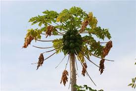 Image result for Carica papaya