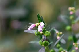 Image result for Galactia striata