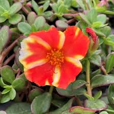 Purslane (portulaca oleracea) is a leafy vegetable that most likely originated in the mediterranean region. Colorblast Mango Mojito Portulaca Plants For Sale Moss Rose Free Shipping