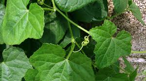 Image result for Cucumis maderaspatanus