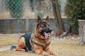 You should never hit your german shepherd, reward bad behavior, or hide your german shepherd from the world. 7 Quick Ways To Stop A German Shepherd From Barking At Strangers Shepherd Sense