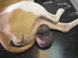 However if a new lump or bump. Cruelty Crusade Dog Left Dragging Tumour Riddled Testicles On Ground Nature News Express Co Uk