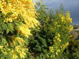 Mimosa Season On The Cote D Azur Lou Messugo