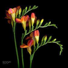 Pin On The Secret World Of Flowers