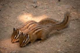 Check spelling or type a new query. Best Chipmunk Bait Wildliferemoval Com