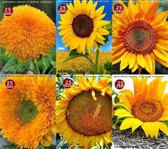Hal ini disebut dengan heliotropisme. Jual Paket Hemat Benih Bibit Biji 6 Jenis Bunga Matahari Cantik Di Lapak Sahabat Bukalapak