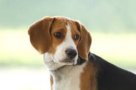 Resultado de imagen para imagenes animales