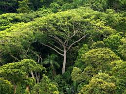 Der weitaus größte teil des waldes (etwa 60 prozent) befindet sich in brasilien. Amazonas Brasiliens Prasident Bolsonaro Hat Den Regenwald Im Visier Focus Online