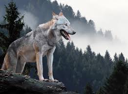 We hope this will help you to understand french better. 1000 Wild Wolf Names The A Z Of Wicked Witty Names My Pet S Name