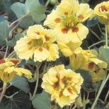 Check spelling or type a new query. Seed Nasturtium Peach Melba Garden Express